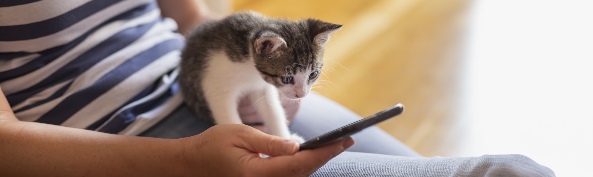 Woman using smartphone and holding kitten [1167784776]_banner